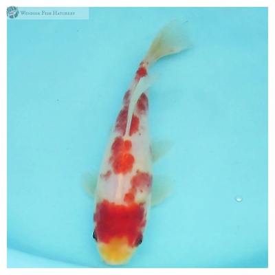 goldfish for sale online 