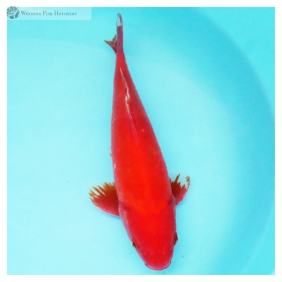 deep red goldfish to see in your pond