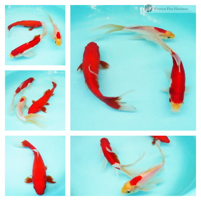2 Male, 1 female Comets  x 3 goldfish 17-18cm *cc9/p5
