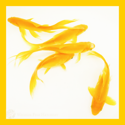 long-tail bright yellow goldfish to see thrive in your pond