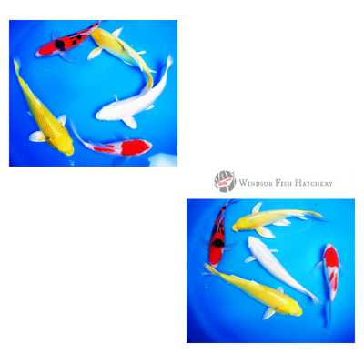 koi fish for sale online order now