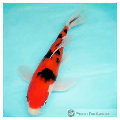 koi australia online