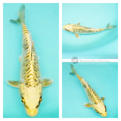 see this radiant koi grow and thrive in your pond