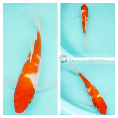 Buy lightning-patterned kohaku online 