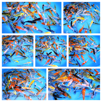 nine healthy baby koi to see grow and thrive in your pond