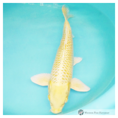 eye-catching yambuki to see in  your pond for sale online