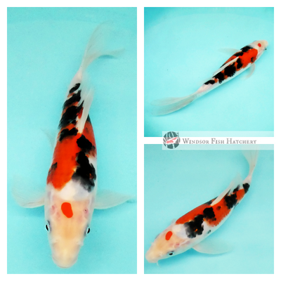 very nice patterning and colouring koi for sale 