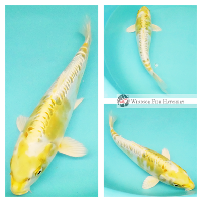 bright yellow with platinum base koi fish for sale 