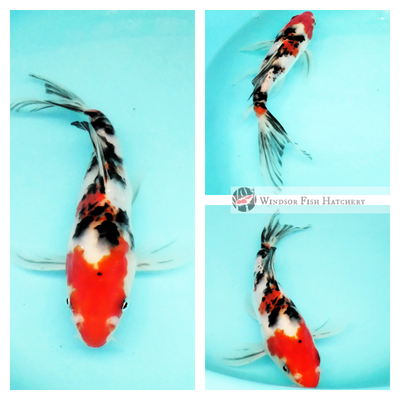 longfin koi fish to see swimming in your pond buy online