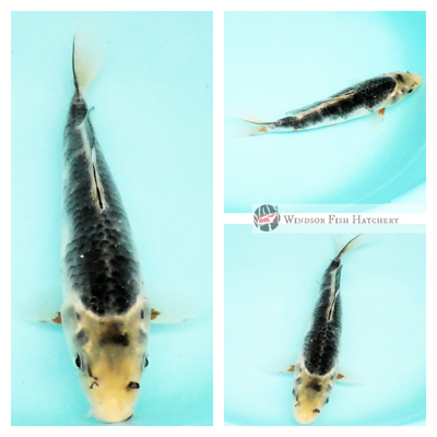 blue, black, red koi for sale online