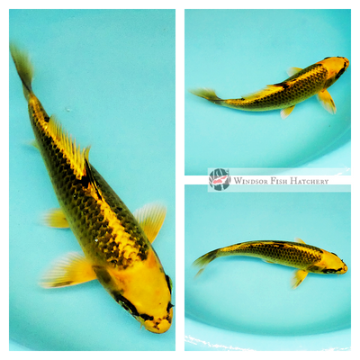 healthy koi for sale on the website 