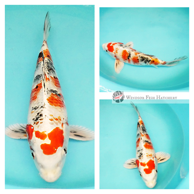 larger metallic koi fish for sale online