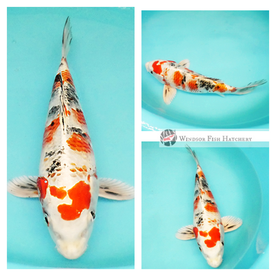 metallic koi fish for sale online