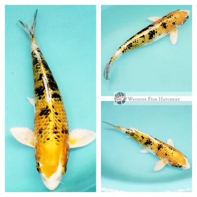 healthy koi for sale on the website 