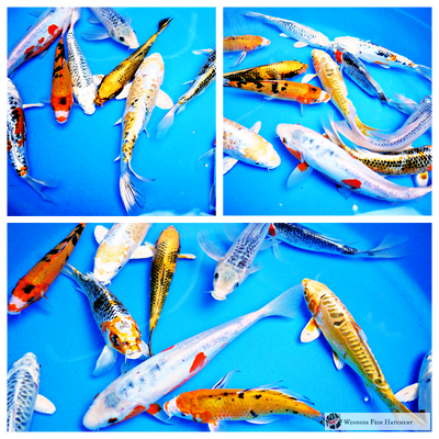 koi fish to see in your pond