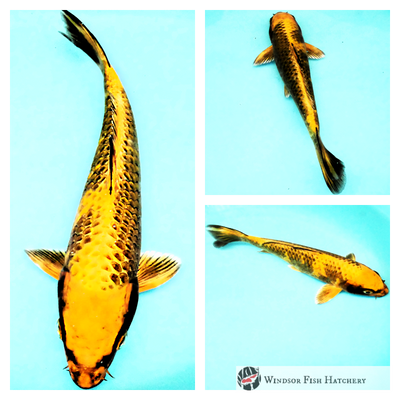 metallic koi fish to see develop in your pond