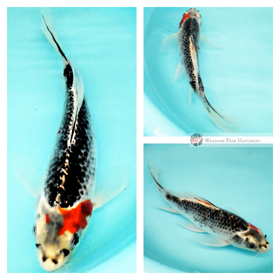 butterfly koi fish for sale online