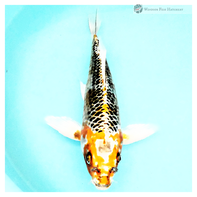 healthy koi couriered to your door 