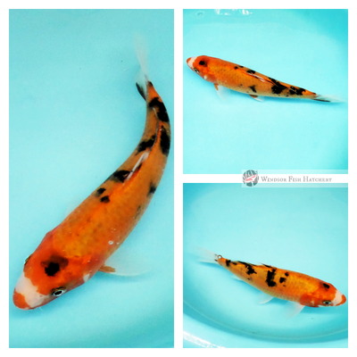 koi fish couriered to your door new koi weekly