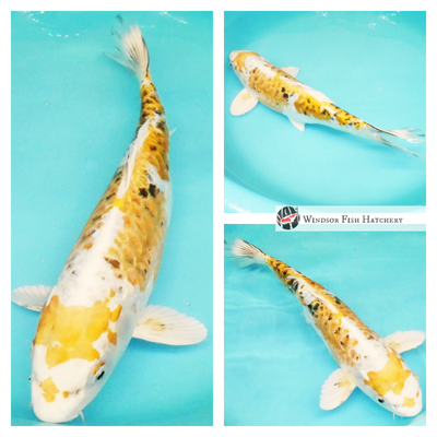 female ki metallic koi for sale online