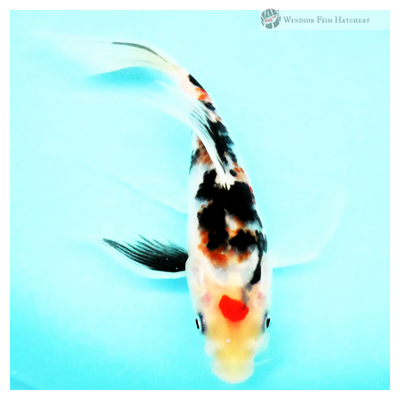 Young koi fish for sale online