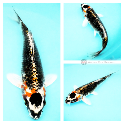 koi to add depth and dimension to your pond 