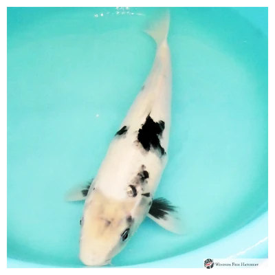 koi for sale from the breeder