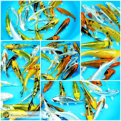 all metallic koi fish for sale online