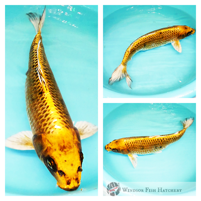 golden koi with black patterning for sale online