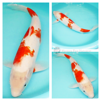 large male koi for sale online