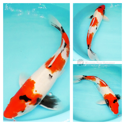 buy koi fish to see grow in your home pond