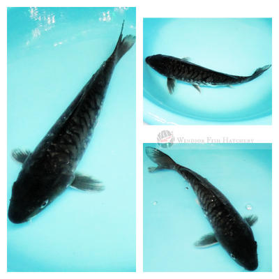 black patterned koi for sale online 