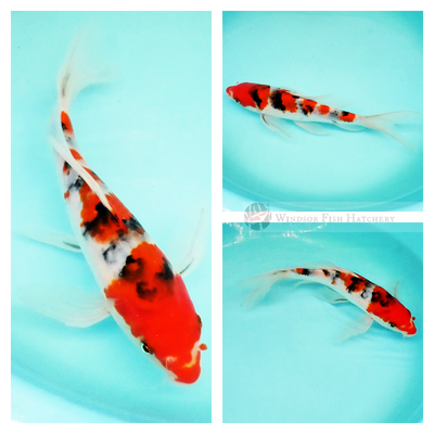 buy butterfly koi sydney