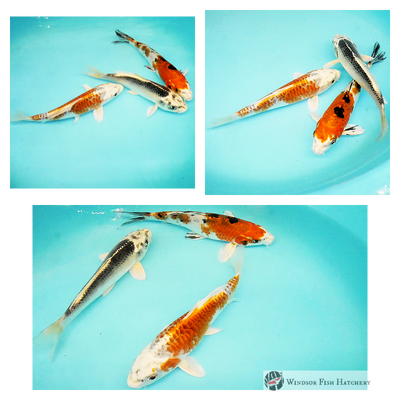 3 different koi to see grow and develop in your garden pond