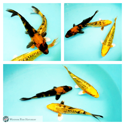 3 different koi fish for sale 