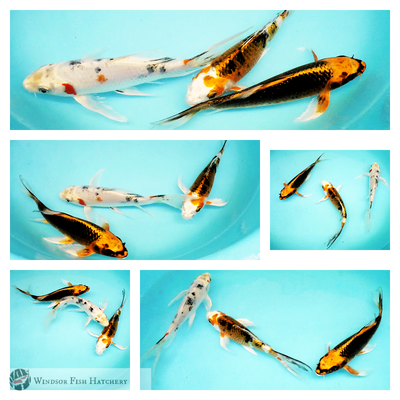 buy butterfly koi fish