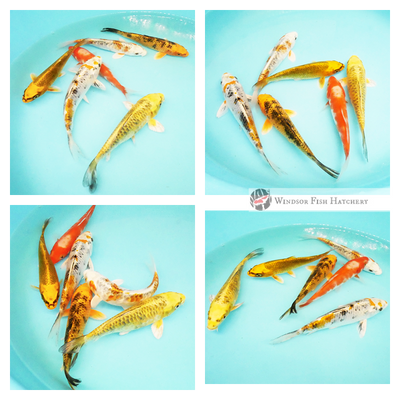 6 koi to see grow & develop in your pond