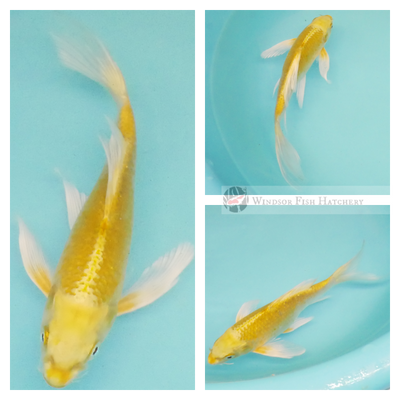 longfin koi fish for sale online