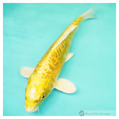 metallic koi for sale 