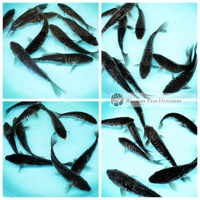 buy premium aragoke doitsu koi featuring full-body doitsu patterning