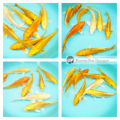 bright golden koi to see grow in your pond
