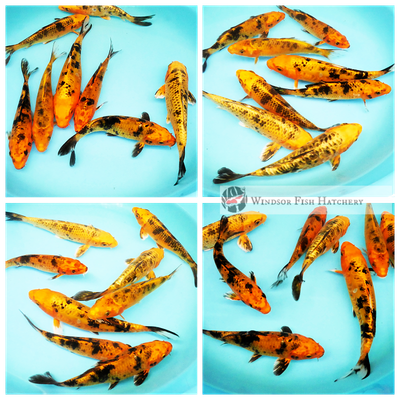 bekko tora koi fish for sale 