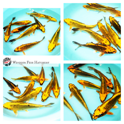 koi for sale australia