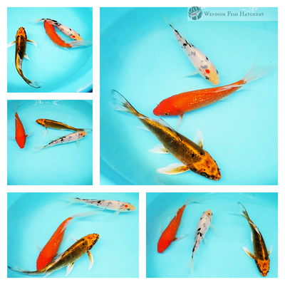 buy butterfly koi online