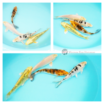 four koi for sale online 