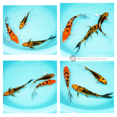 buy butterfly koi online 