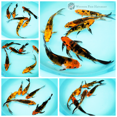 butterfly koi to see grow and thrive in your pond
