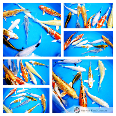 buy koi fish in australia