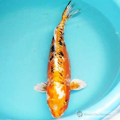 metallic koi fish online