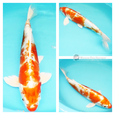leather skin koi sydney